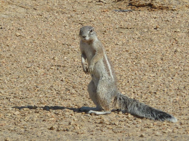 ecureuil Spitzkoppe FP.jpg - Ecureuil terrestre